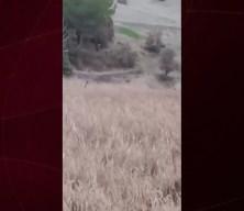 Domuz avında az daha av olacaklardı: Babasının yaşadığı dehşeti oğlu b&ouml;yle kaydetti