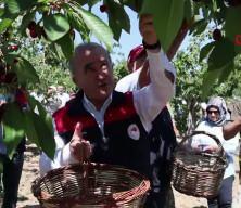 Elazığ'da kiraz hasadı başladı