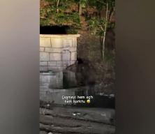 Kızılcahamam'da &ccedil;eşmeden su i&ccedil;en ayının komik anları