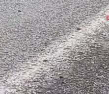 Tokat&rsquo;ta binlerce kurbağa kara yolunu istila etti