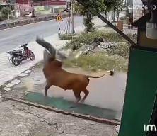 Vietnam'da kontrolden &ccedil;ıkan inek sahibine b&ouml;yle saldırdı