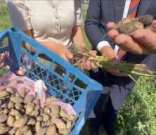 Y&uuml;ksekova'da tarımda yeni d&ouml;nem: Yoncalı k&ouml;y&uuml;nde ilk ticari salep hasadı yapıldı