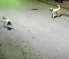 K&ouml;peklerin hedefi olan &ccedil;ocuk, canını elindeki skuterı fırlatarak kurtardı!