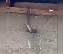 Hakkari'de yılanlar evi istila etti