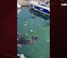 İstanbul'da limanda sıkışan yavru yunus balığı kurtarıldı