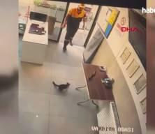 Kayseri&rsquo;de iş yerine giren kargayı kediden kurtardı; o anlar kamerada