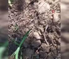 K&ouml;stebek sandı, ger&ccedil;ek &ccedil;ok başka &ccedil;ıktı