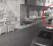 Rize'de filmleri aratmayan kovalamaca: anne ayı vatandaşı b&ouml;yle kovaladı