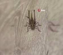 Tarım ve Orman Bakanlığı, &ccedil;ekirge istilası iddialarını yalanladı