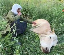 U&ccedil;urumdan d&uuml;şerek telef olan ineğine sarılıp saatlerce ağladı