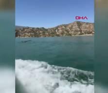 Baraj g&ouml;l&uuml;n&uuml; y&uuml;zerek ge&ccedil;en yaban domuzu s&uuml;r&uuml;s&uuml; kamerada