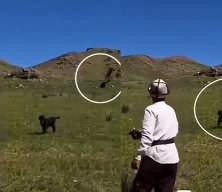 Hedefini şaşıran kaya kartalı k&ouml;peği avlamak istedi
