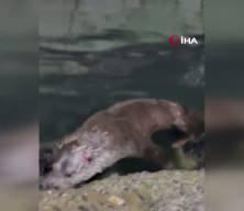 Rize'de kıyıya yanaşan su samuru balık&ccedil;ı barınağını mesken tuttu