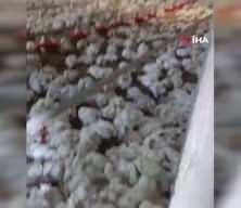 Bolu'da &uuml;reticiyi kahreden arıza! 4 bin tavuk telef oldu