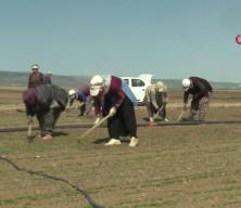 Resmi Gazete'de yayımlandı: Tarım arazisi sahiplerini ilgilendiren dev karar