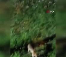 Tilki, kedi ve kirpi buluşması kamerada