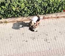 Ağızlıksız gezdirilen Pitbull kediyi par&ccedil;aladı: Sahibi 'polisi aramayın' diye yalvardı