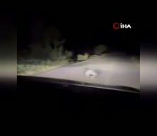  Bing&ouml;l'de porsuğun kirpi avı kamerada