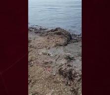 Ambarlı'da denizi kirleten İSKİ'YE 3. kez ceza yazıldı