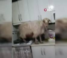 Mutfağa dalan ke&ccedil;iyi polisle tehdit etti: "Polise veririm seni!"