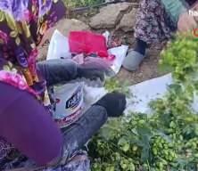 Bilecik'te 'yeşil altın' hasadı başladı