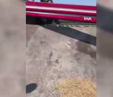 Hatay'da trakt&ouml;r r&ouml;morkunda binlerce saka kuşu &ccedil;ıktı!