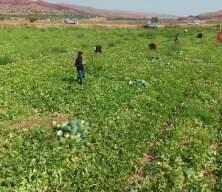 Kırıkkale'de kavundaki y&uuml;ksek rekolte &uuml;reticinin y&uuml;z&uuml;n&uuml; g&uuml;ld&uuml;rd&uuml;!