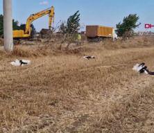 Tekirdağ'da g&ouml;&ccedil; yolundaki 30 leylek elektrik akımına kapılarak can verdi