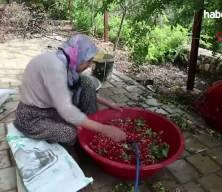 Adana'da kara kazanlarda sağlık deposu kızılcık şerbeti mesaisi başladı