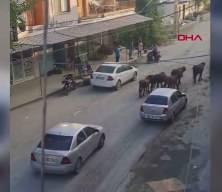 Hatay'da yola inen başıboş mandalar trafiği durma noktasına getirdi
