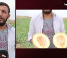 Tarladan direkt vatandaşa sattı: Fiyatı 15 lira ucuzladı!