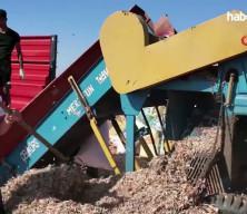 Tekirdağ soğanında hasat zamanı: 5 bin 700 ton &uuml;r&uuml;n bekleniyor