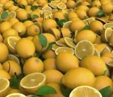 TİGEM 1010 ton limonu satışa &ccedil;ıkarıyor