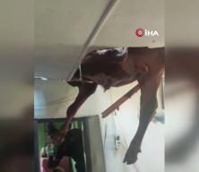 &Ccedil;iftlikten ka&ccedil;an boğa evin &ccedil;atısına d&uuml;şt&uuml;