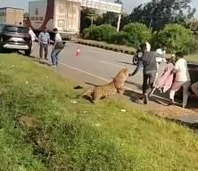 Hindistan'da yaralı leopar kendisine yardım etmek isteyenlere saldırdı 
