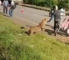 Hindistan'da yaralı leopar kendisine yardım etmek isteyenlere saldırdı 