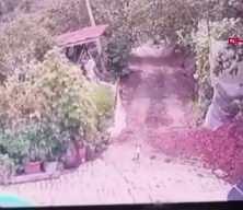 D&uuml;zce'de a&ccedil; kalan kurt k&ouml;ye indi, bah&ccedil;edeki k&ouml;peği saniyeler i&ccedil;inde b&ouml;yle kaptı