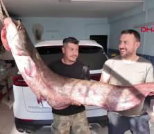 Kızılırmak&rsquo;ta dev yayın balığı: 1,90 metre uzunluğunda, 45 kilo ağırlığında