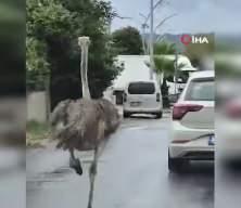 Şile'de hayvanat bah&ccedil;esinden ka&ccedil;an deve kuşu ortalığı birbirine kattı