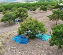 Malatya'da kayısıya alternatif olarak ekilen fıstık ağa&ccedil;larının hasadı başladı