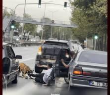 Sakarya'da başıboş k&ouml;pek dehşeti: Y&uuml;r&uuml;y&uuml;şe &ccedil;ıkan vatandaşı yolda s&uuml;r&uuml;kledi