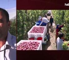 Ge&ccedil;en yıl don vurdu, hasat yapılamadı: Bu yıl y&uuml;zleri g&uuml;ld&uuml;rd&uuml;!