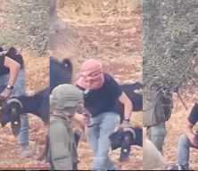 İsrail askerinin g&ouml;zetiminde Filistinlilerin hayvanlarını zehirlediler