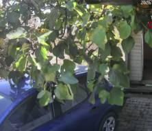 68 yaşındaki adamı muştayla darp etti