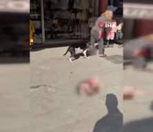 Esenyurt'ta Pitbull dehşeti: Ağızlıksız gezdirilen k&ouml;pek sokak kedisini par&ccedil;aladı