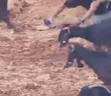 İsrail basınındaki "zehirleme" iddiasının arkasından Filistin topraklarını gasbeden İsrailli &ccedil;ıktı