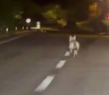 Şehre inen kurdu otomobiliyle kovaladı