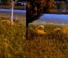 Batman'da zararsız dediği sokak k&ouml;peklerinin saldırısına uğradı