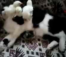 video7 haber7