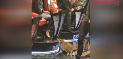 Stüdyoya giren kedi Hadise'yi seçti!